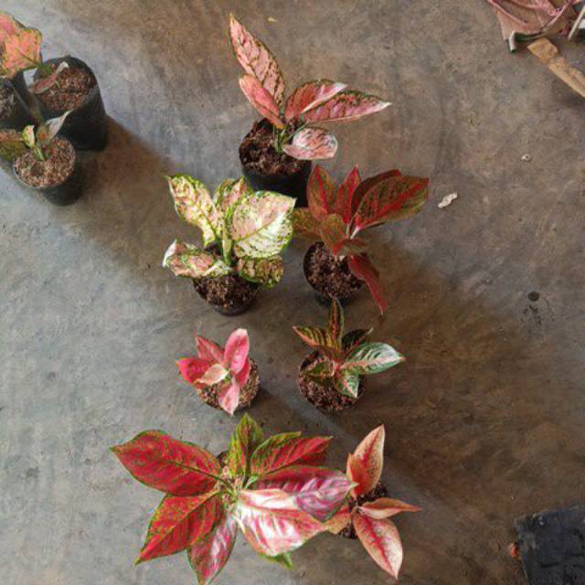 Paket 7 bunga aglonema(tricolor,lady valentine,widuri,red king,red anjemani,red stardust,legacy)