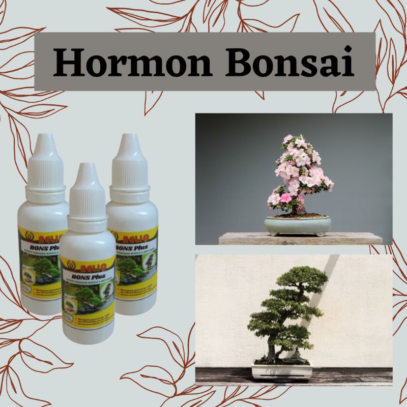 Hormon Pupuk Bonsai Terbaik, Pupuk Bonsai Beringin, Serut, Dekastar