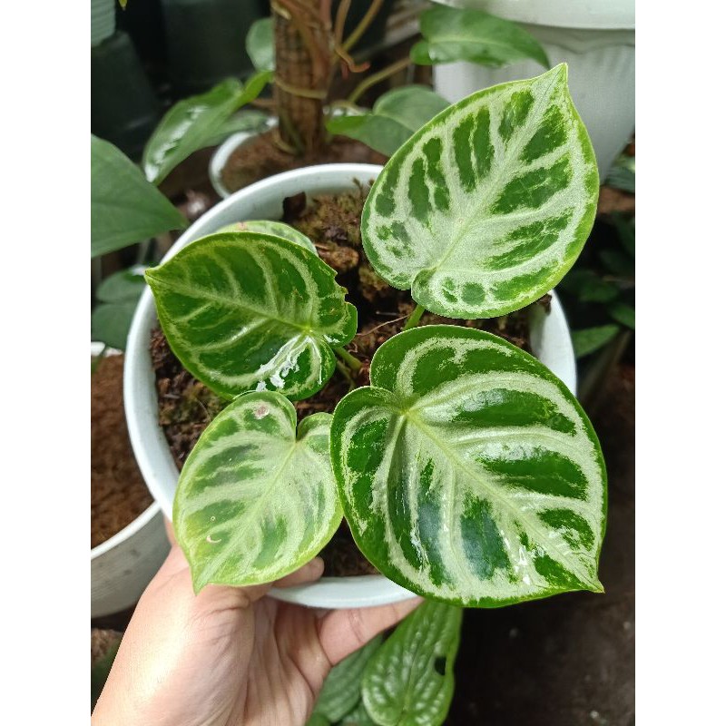 Kuping gajah dorayaki