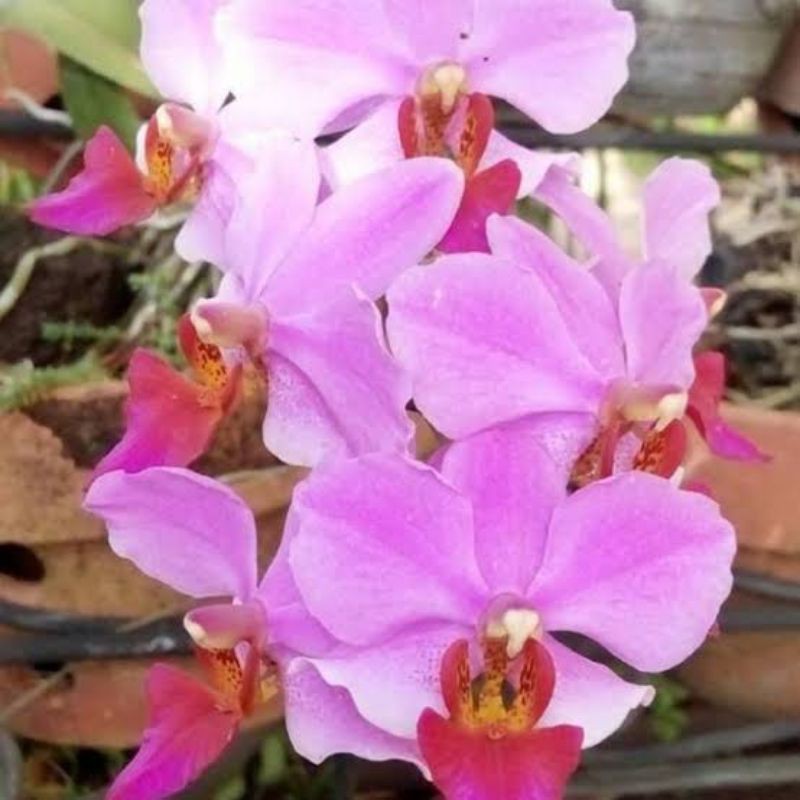 ANGGREK DORITIS PULCHERRIMA