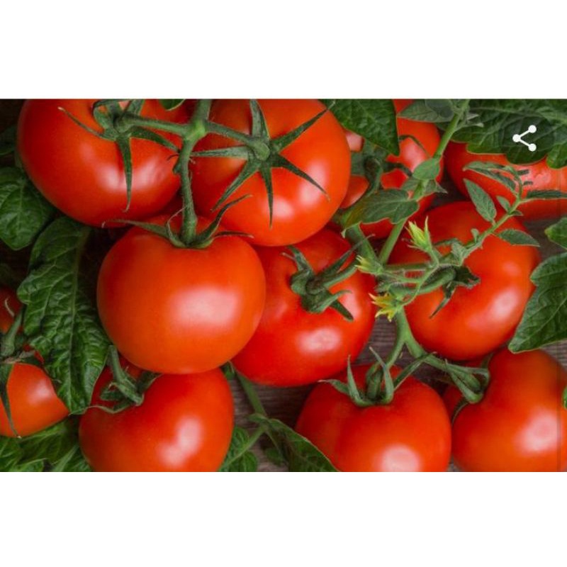 

TOMAT FRESH per 500 gram