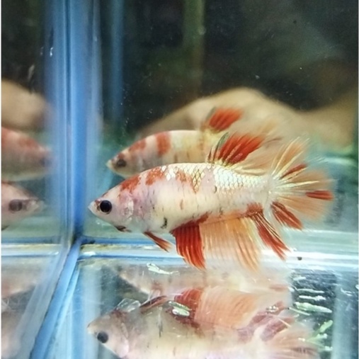 SEPASANG IKAN CUPANG HALFMOON/HM NEMOXY METALIC SIAP BREED 100% REALPICT (KODE AJ23)