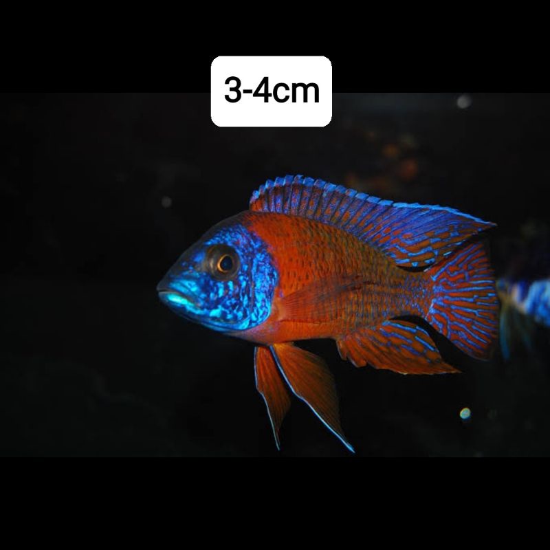 cichlid peacock red rubin 3-4cm