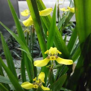 Tanaman hias anggrek tanah kuning bunga airis / Iris | Shopee Indonesia