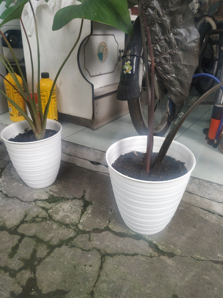 Pot Pirus 24 Putih Tirus Untuk Bunga Tanaman