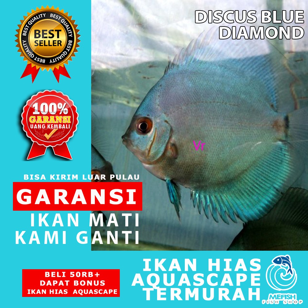 Ikan hias aquascape aquarium air tawar laut - MEFISH_ID - DISCUS BLUE DIAMOND