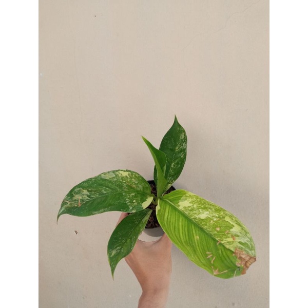 difenbachia varigata panglima variegata