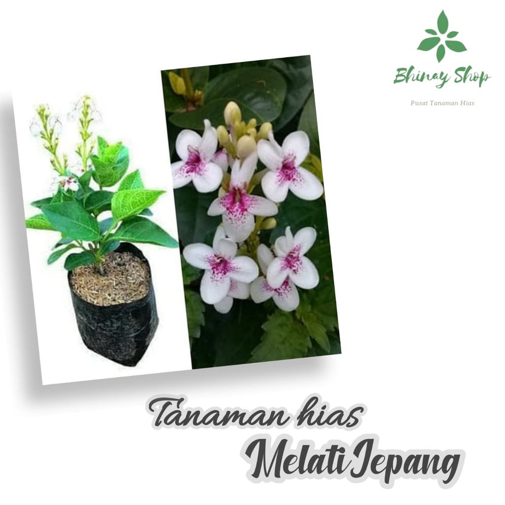 TANAMAN HIAS MELATI JEPANG / POHON HIAS MELATI JEPANG / MELATI JEPANG