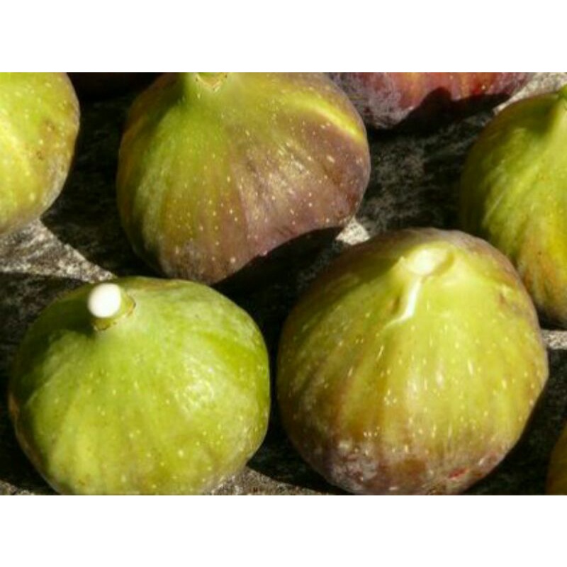 Bibit buah tin jenis langka ASALI - fresh cangkok