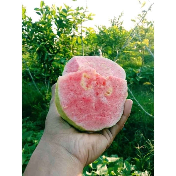 Paket super hemat 10 batang jambu kristal merah jumbo