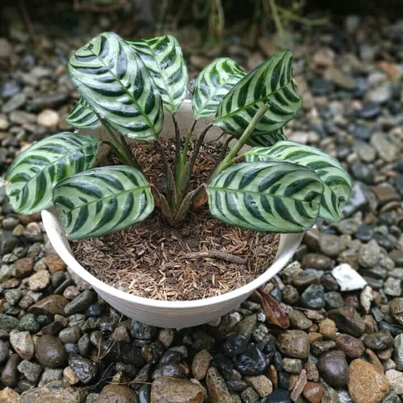 tanamant hias calathea sepat