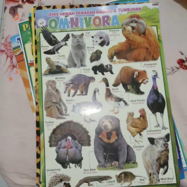 Poster Hewan Omnivora Shopee Indonesia