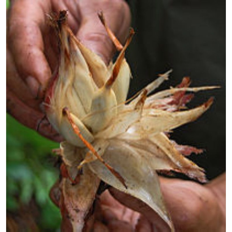 

Buah Pining Bawang Pining Globe Segar 500gram Obat Kanker dan HIV
