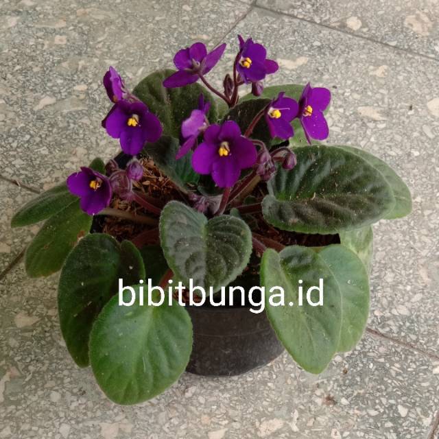 Begonia violces ungu (bunga tidak tumpuk) / bibit tanaman hias bunga