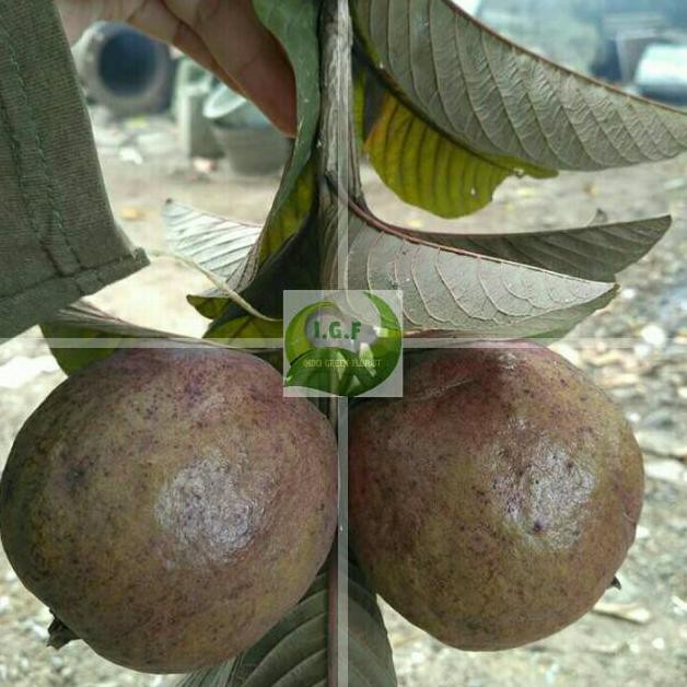 Fprt Tanaman Bibit Buah Jambu Ungu / Jambu Biji Merah Australia