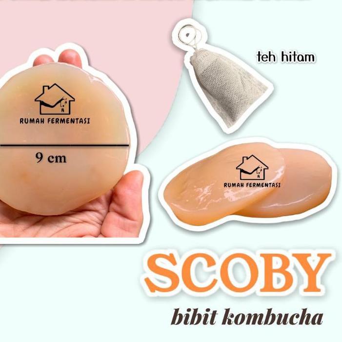 

✦ SCOBY/Bibit Kombucha (KUALITAS PREMIUM) パ
