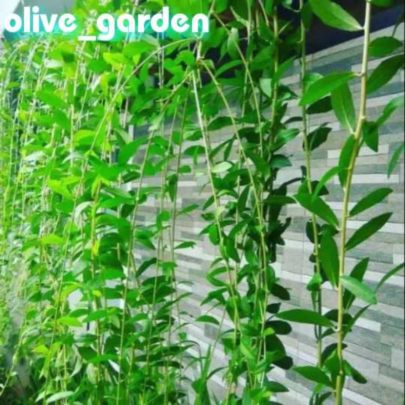 promo tanaman hias lee kwan yew - pohon li kwan yu tanaman menjuntai - tanaman juntai li kwan yu