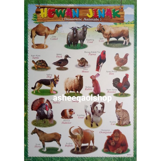 Poster EDUKASI MURAH.. BINATANG JINAK (BILINGUAL)