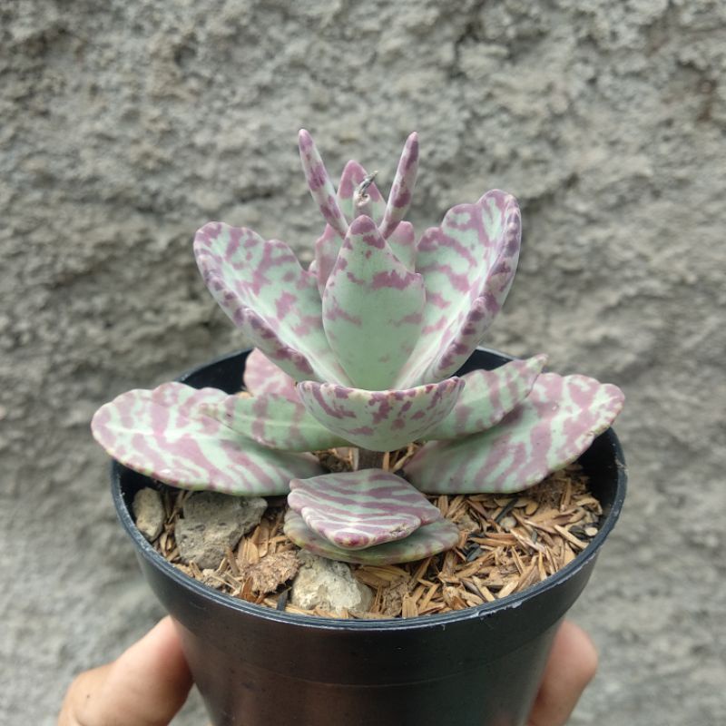 Kalanchoe Humilis | DP 10cm | Sukulen