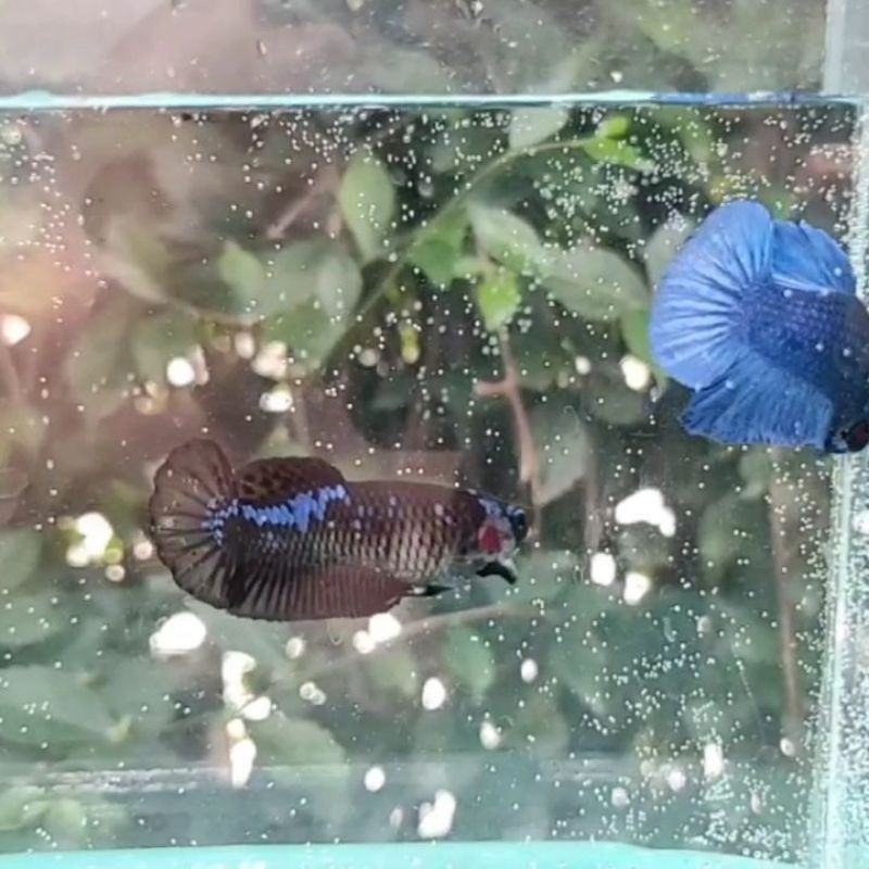 Ikan Cupang Plakat Avatar Sepasang