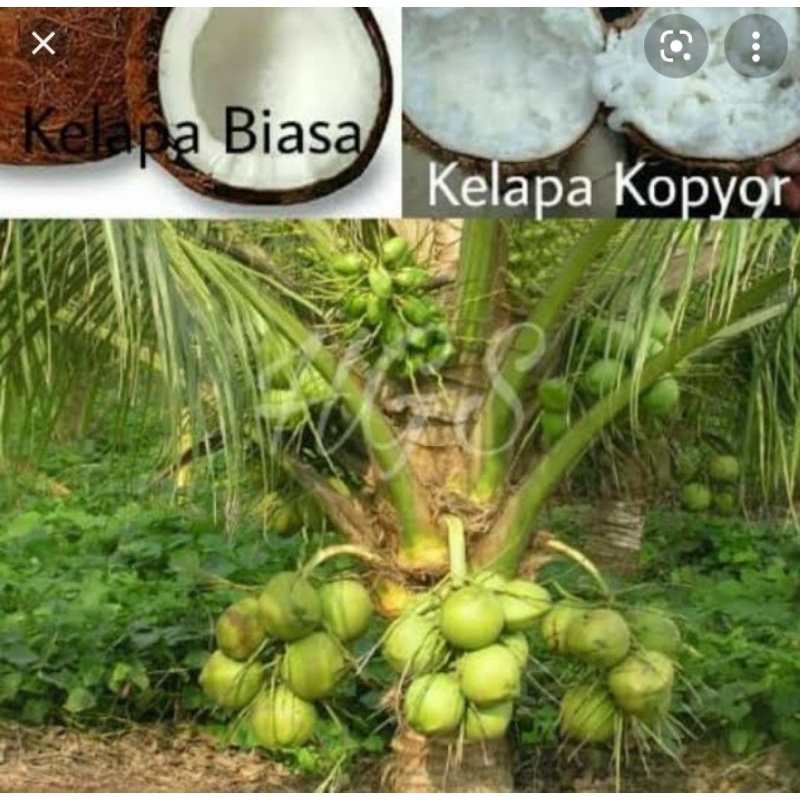 

kelapa kopyor unggulan varietas A1