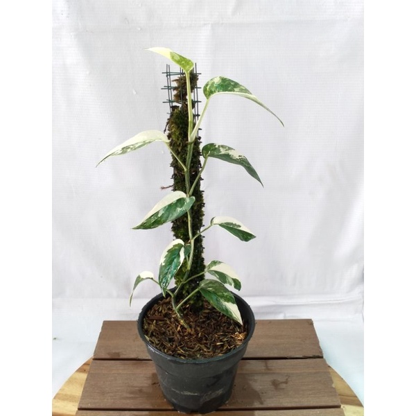 epiprenum pinatum variegata putih