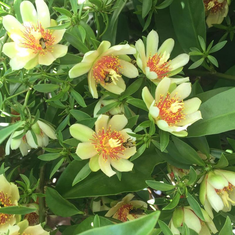 Bibit Pereskia Acuelata / Ora Pro Nobis Daun Hijau