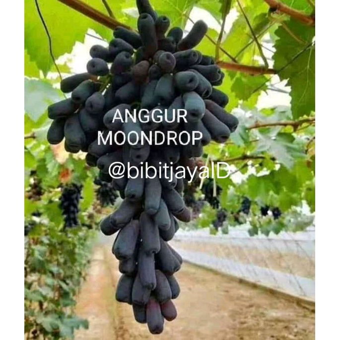 Bibit Anggur import Moondrop Super (bayar di tempat)
