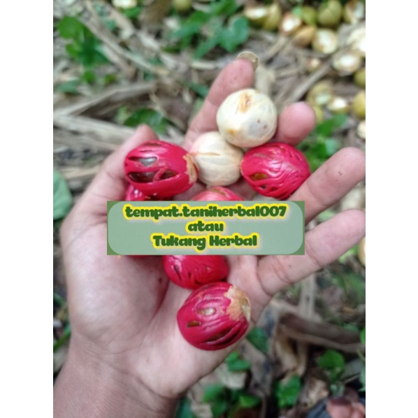 

Buah pala fresh baru di petik dan di kupas unggul terbaik ready stok 500gram