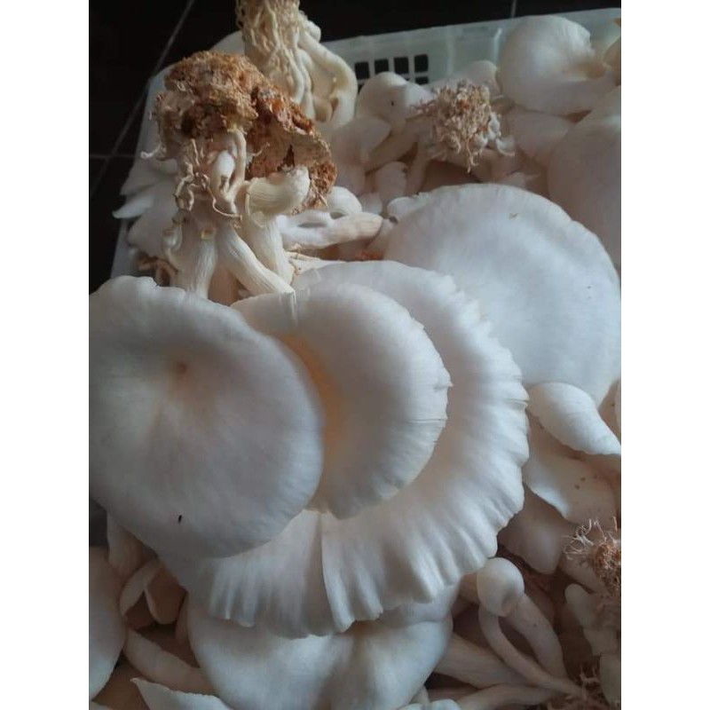

Jamur tiram konsumsi berat 1Kg