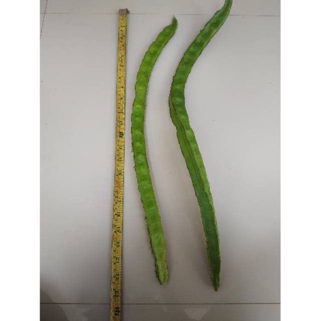 Benih kecipir panjang 60cm