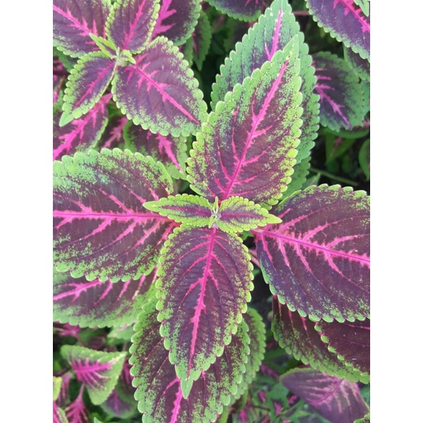 Tanaman hias miana premium