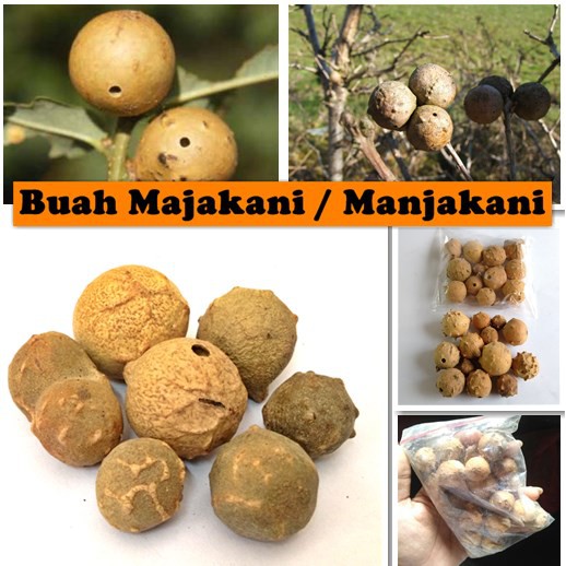 Buah Majakani Manjakani Untuk Masalah Kewanitaan 25gr Indonesia