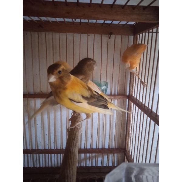 kenari paud lokal jantan riwikan