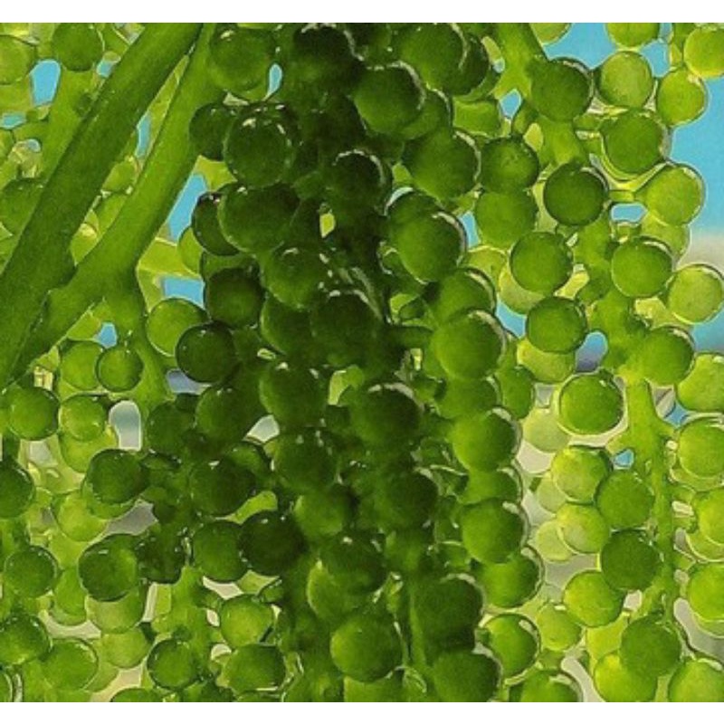 

CLASS #1 of anggur laut / seagrapes / latoh / green caviar