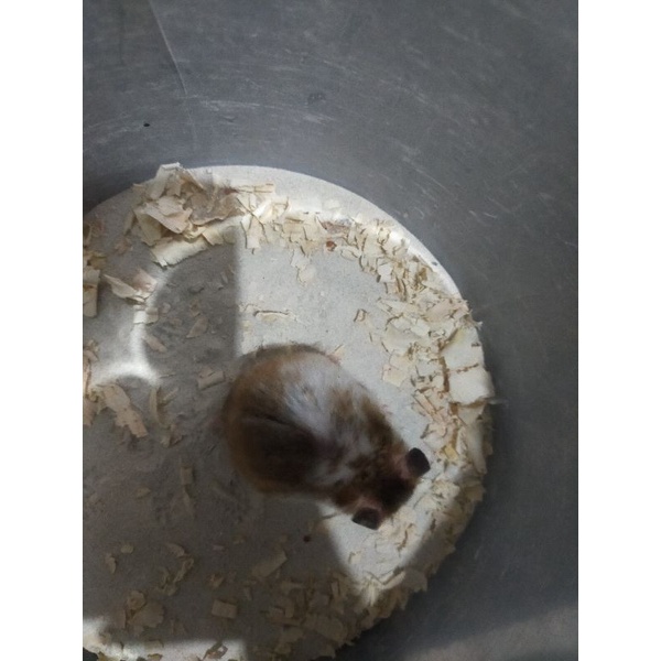 hamster syrian domspot short hair