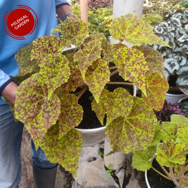 TANAMAN HIAS BEGONIA MARMADUKE INDUKAN RIMBUN