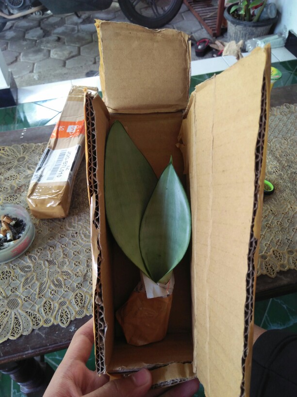 Sanseviera Moon Shine Lidah Mertua Mousen Tanaman Indoor - Nabata