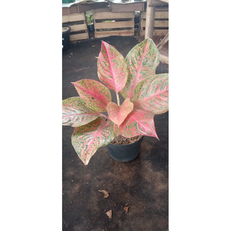 tanaman hias aglonema big roy/ aglonema big roy