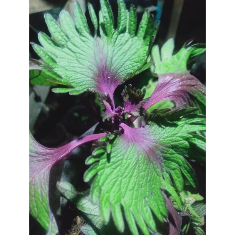 Miana Merak Premium stek akar