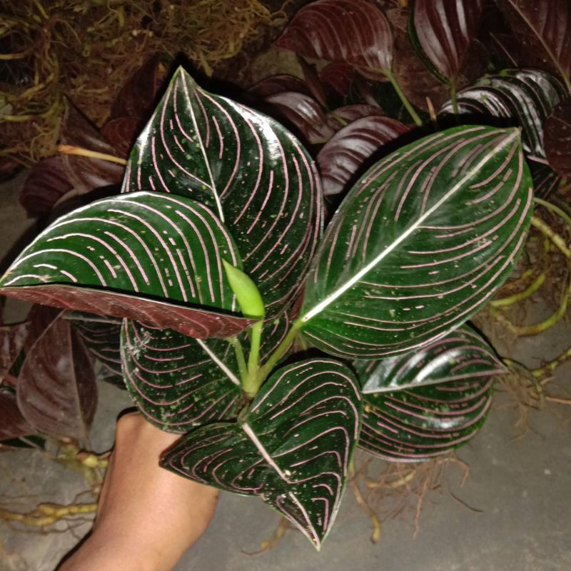 aglonema rotundum aceh 4 daun dewasa