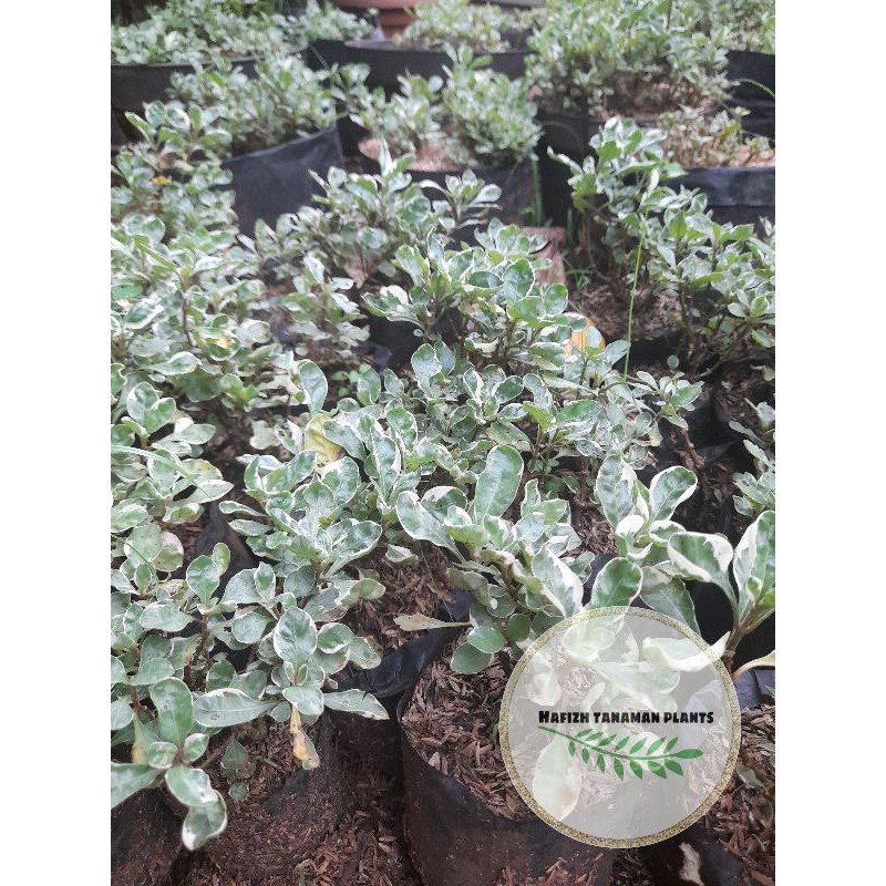 Tanaman Hias Krokot Putih Variegata - Krokot Putih Tanaman Hidup-,Bunga Hidup Murah Bunga Hiasan rum