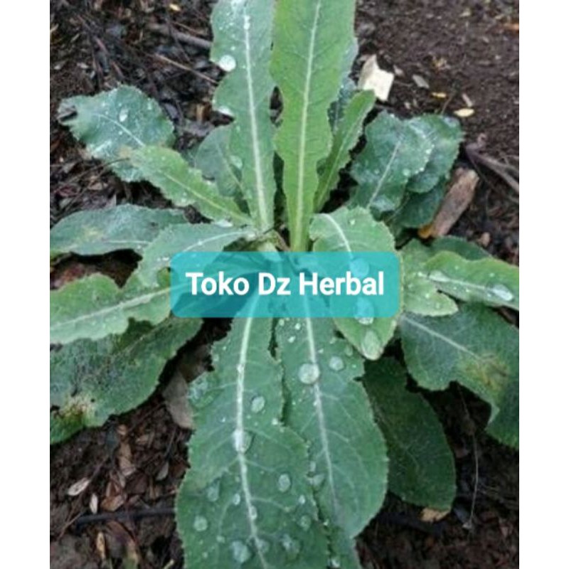 

Daun tempuyung segar petik langsung per 500 gram-az