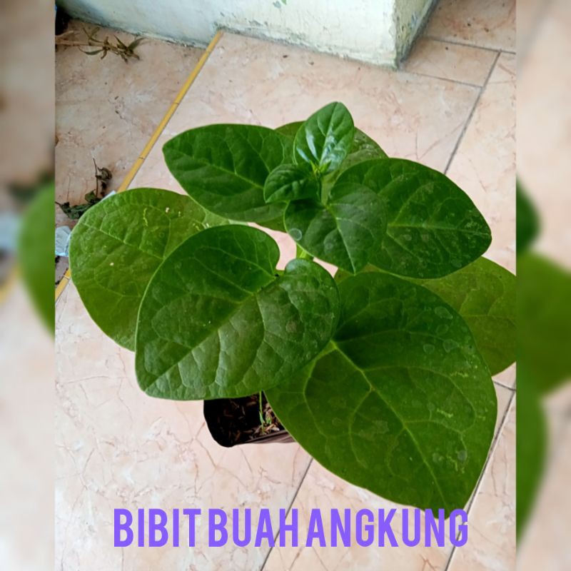 Bibit Buah Daun Angkung Hasil Okulasi Bibit Buah