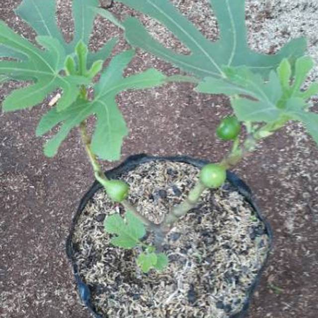 Pohon Buah Tin Green Jordan / Bibit Tin / Tanaman Buah Tin