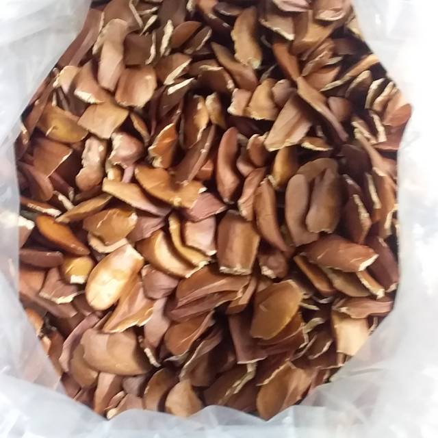 Benih Biji Mahoni 1Kg