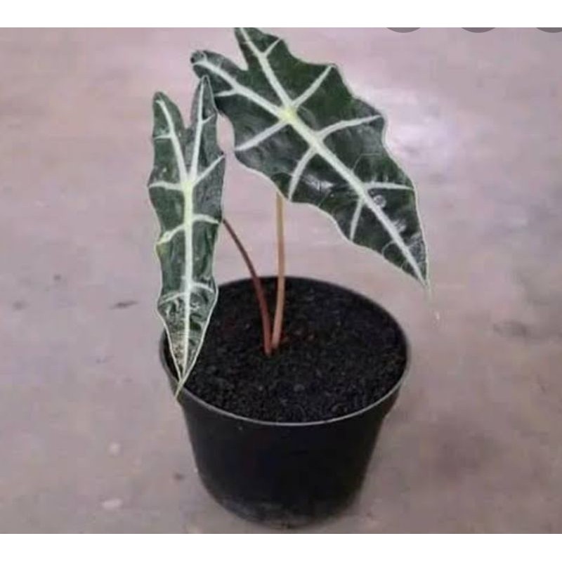 TANAMAN HIAS Baby alocasia amazon-keladi amazon-caladium amazon