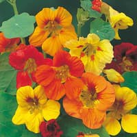 Benih Bibit Biji - Bunga Nasturtium Trailing Mixed Flower Seeds - IMPORT