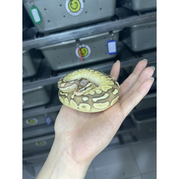 Ball python Pastel Lesser possible Yellow Belly 100% het Clown