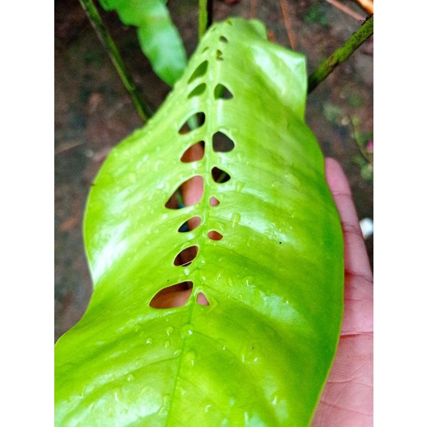 10 pcs paket duda bolong rhapidopora foraminifera